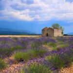 Chambre familiale en Provence, champ de lavande, Puimoisson