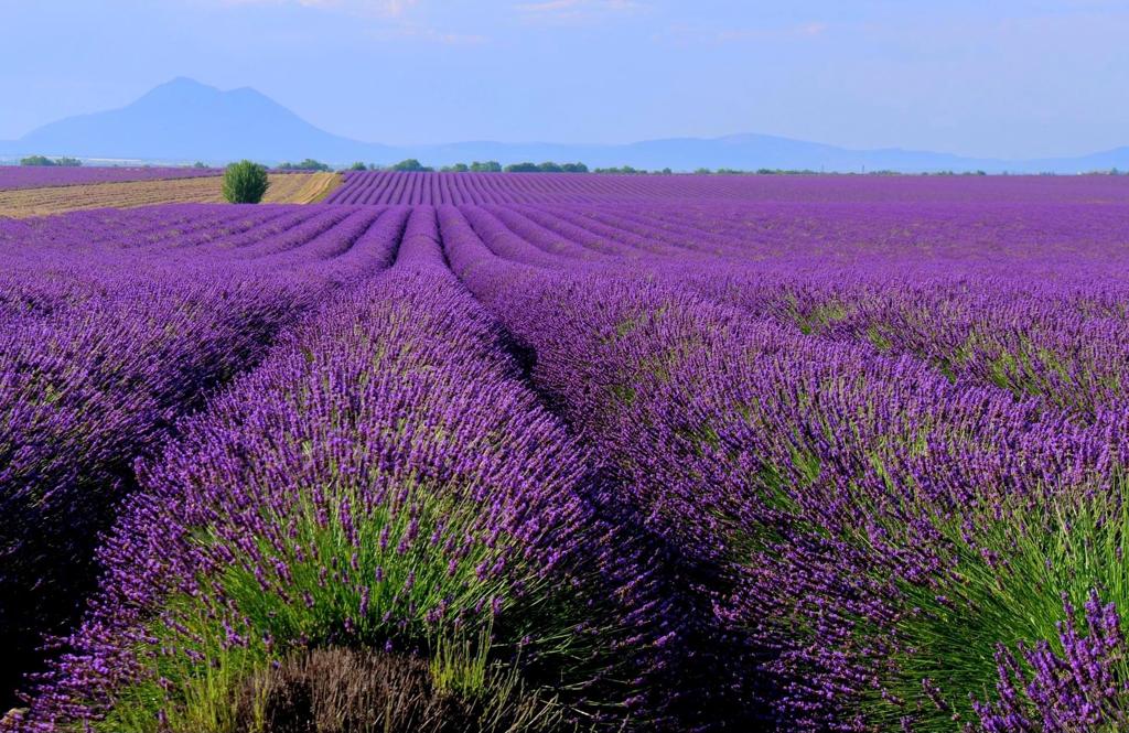 Champ de lavande Valensole, devant La Ferme du Petit Ségriès, chambre d'hôte près du lac de Sainte-Croix