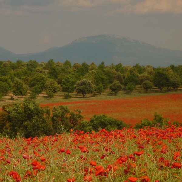 Plateau Valensole, champs de coquelicots