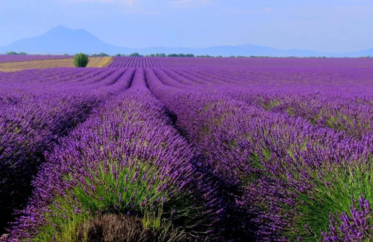 Champ de lavande à Valensole, devant La Ferme du Petit Ségriès, chambre d'hôte près du lac de Sainte-Croix