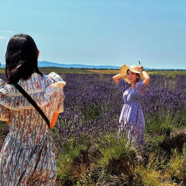 Lavande à Valensole