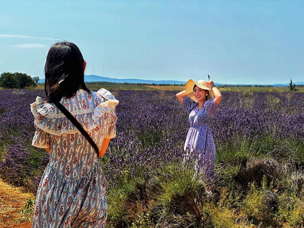 Lavande à Valensole